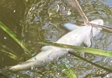 Nueva alarma en Burgos por otro episodio con centenares de peces muertos: «El Arlanzón sigue contaminado»