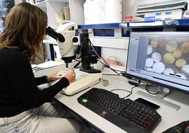 Alicia Herrera observa pélets a través del microscopio.