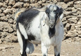 Macho de raza caprina majorera, en la explotacion ganadera de la rosa de Chinichivito, en Lajares, en el municipio de La Oliva.