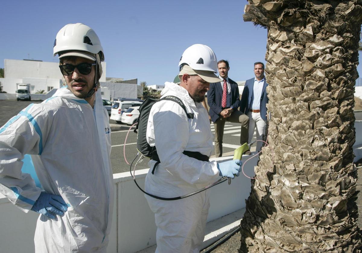 Visita institucional a San Bartolomé, para conocer el estado del palmeral lanzaroteño.