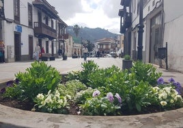 Nuevas plantas en jardineras de Teror.