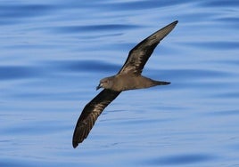 Fotografía de un ejemplar del petrel de Bulwer (Bulweria bulwerii).