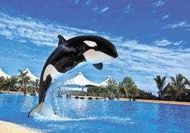 Morgan, la orca que desafió la muerte y hoy celebra la vida