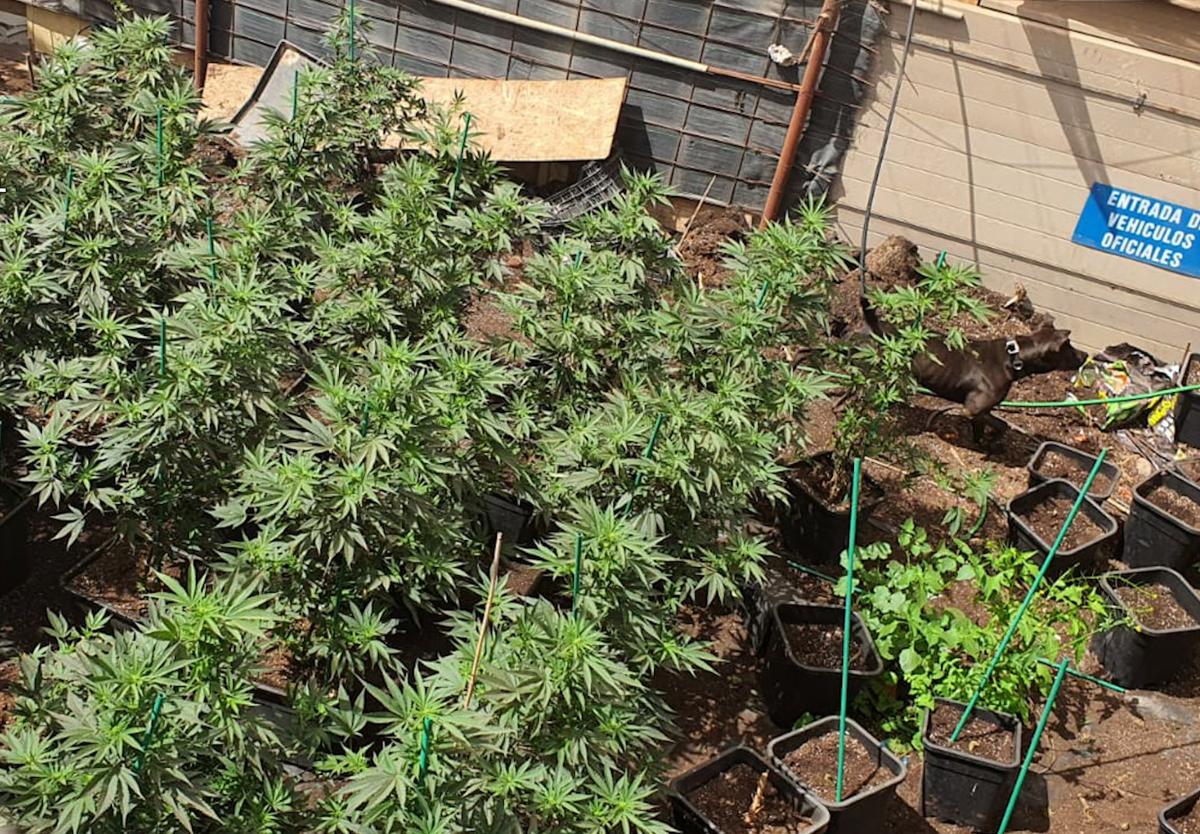 Detenido por cultivar 160 plantas prohibidas de marihuana en Gran Canaria
