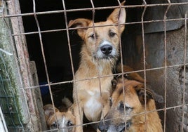 Varios perros rescatados en una perrera ilegal en Avilés.