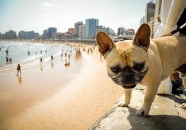 Un perro en la playa de San Lorenzo de Gijón.