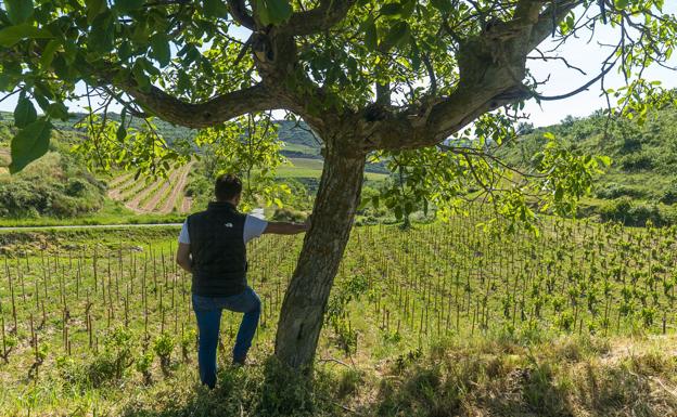 A la sombra en San Ginés, un pago con cepas prefiloxéricas cuidadas como un jardín.