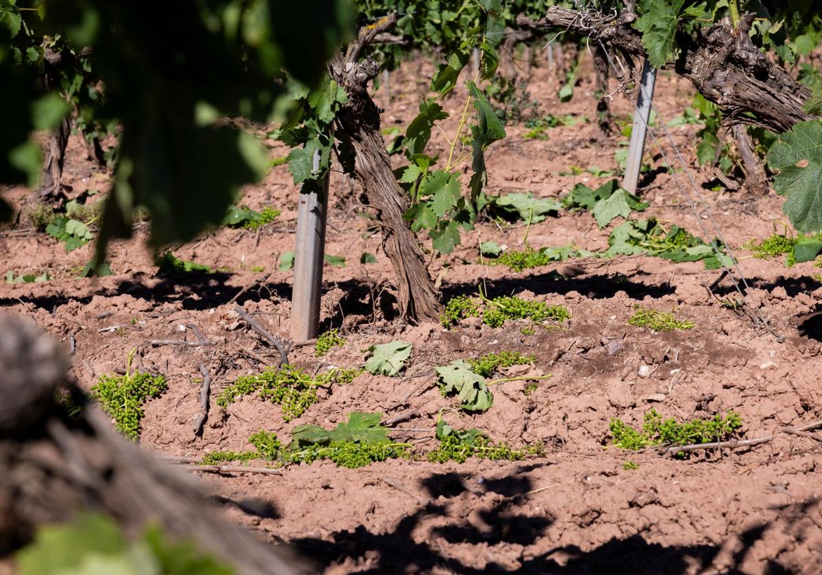 Organizaciones agrarias y cooperativas piden prioridad para los profesionales en las ayudas de la cosecha en verde