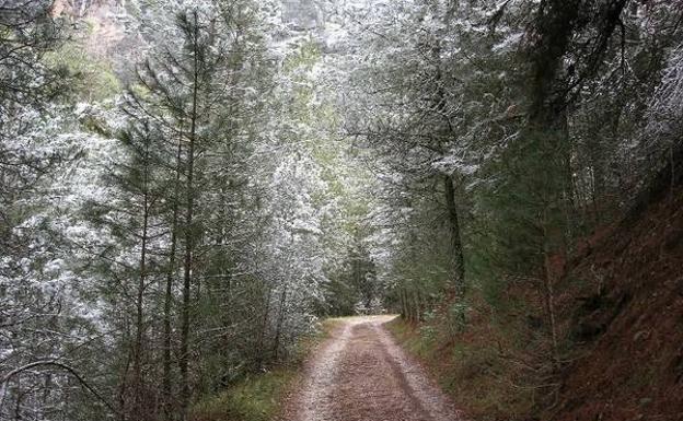 Camino solitario en el parque.
