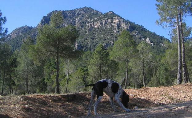 El solitario camino al Gavilán
