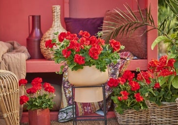 Geranio o pelargonium, la flor del verano.