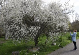 Floración en febrero en Navarra, tras un invierno sin heladas ni olas de frío.