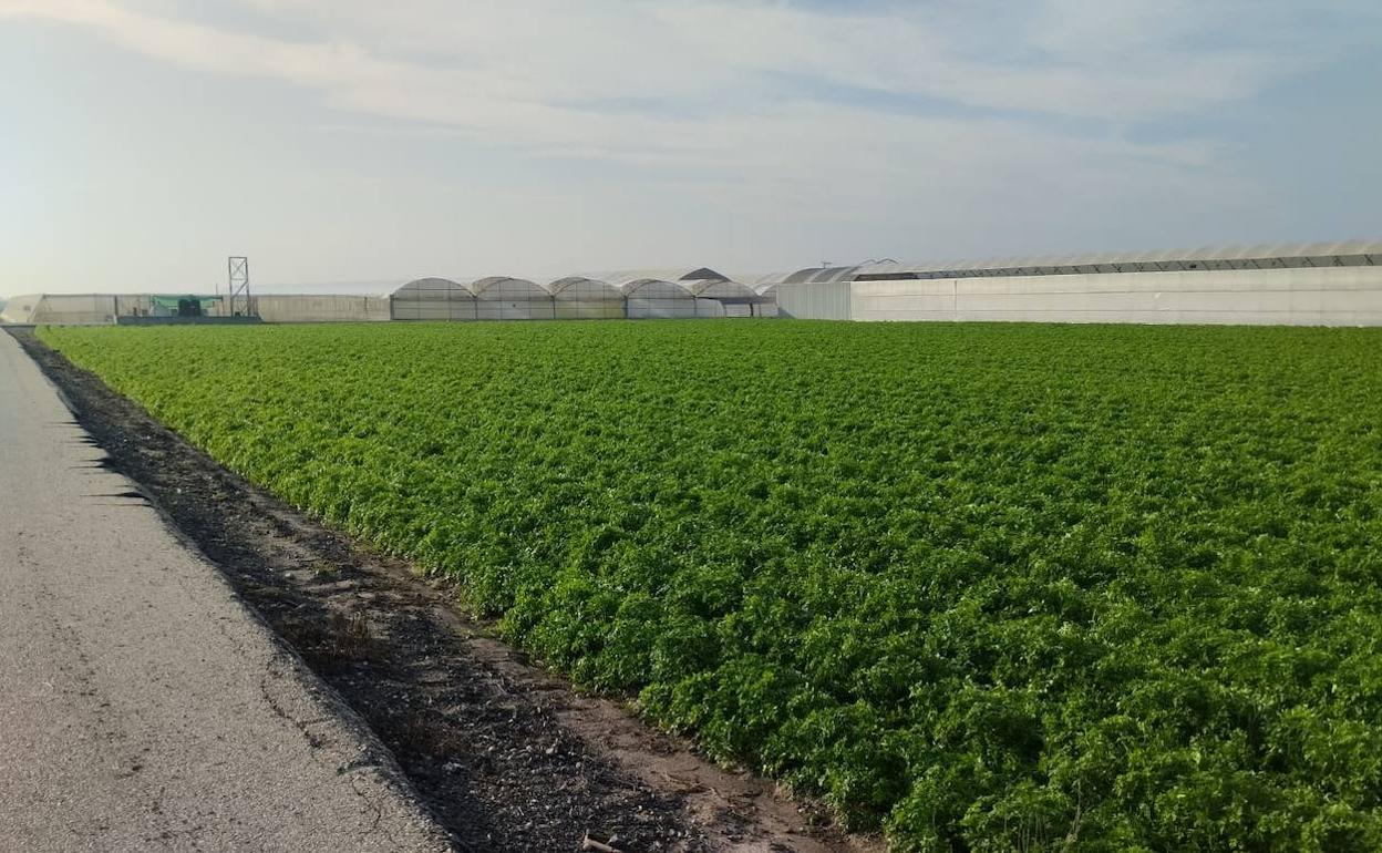 Más requisitos ambientales y menos ayudas económicas: la indignación de los agricultores | Asaja-Alicante critica la nueva Política Agraria Comunitaria (PAC)
