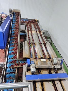 Fábrica de cerezas.